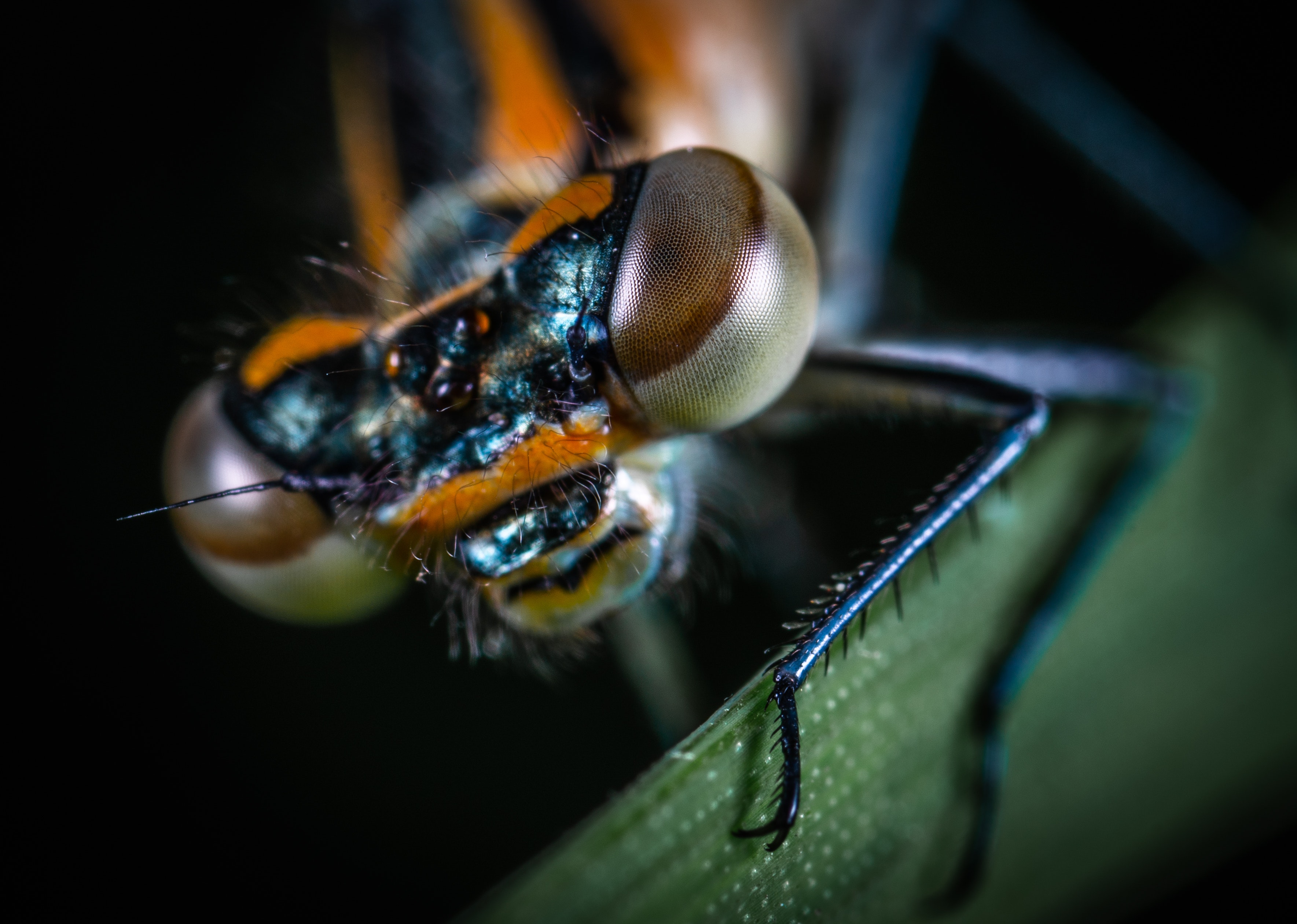 Lenti d'ingrandimento per entomologia - Entomorpho