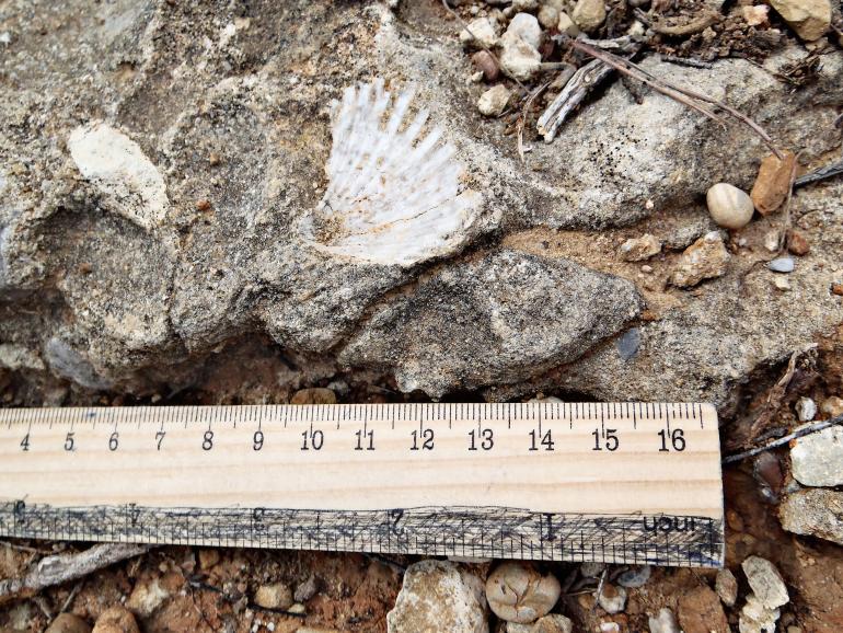 Un mollusco del Pliocene, relitto del tempo nella roccia (Ventimiglia)