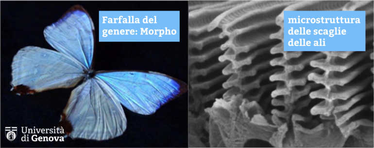 Farfalla Morpho e struttura - UniGe