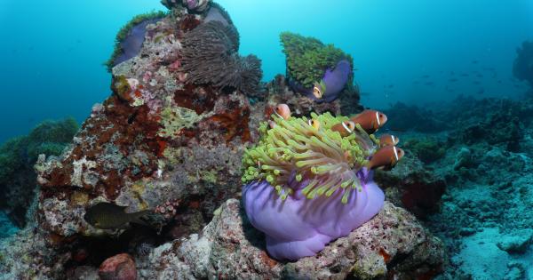 Scogliere coralline delle Maldive: un ecosistema a rischio