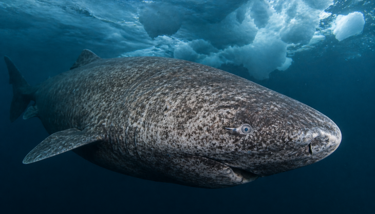 resilienza biologica degli squali della Groenlandia