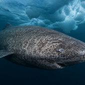 resilienza biologica degli squali della Groenlandia