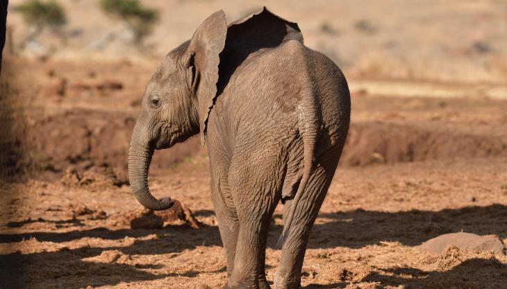 elefante_africano