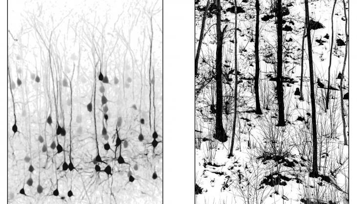 Neurofisiologia della fotografia