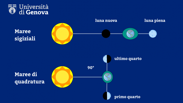 Maree sigiziali e di quadratura UniGe