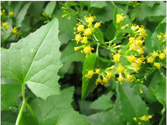 Senecio Deltoideus