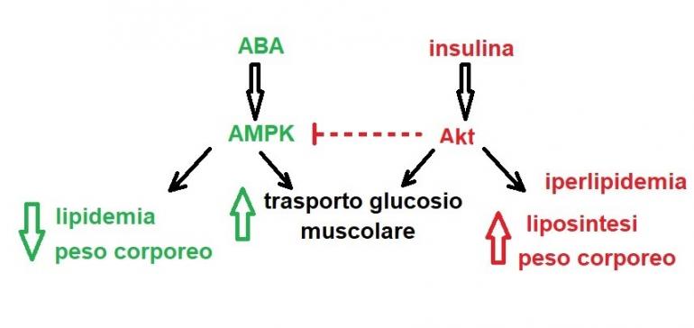 Effetti metabolici di ABA e insulina