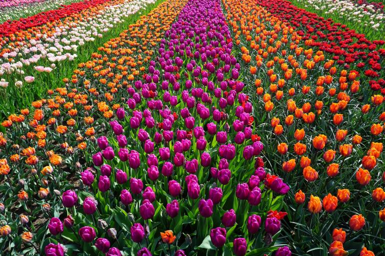 Campo di tulipani in Olanda - UniGe