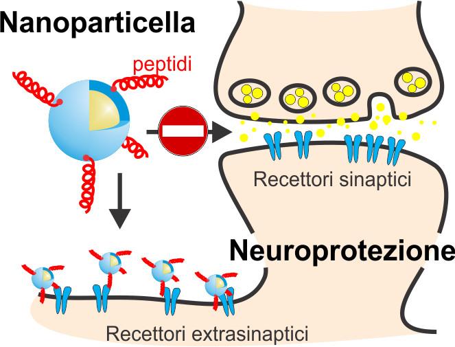 Schema del meccanismo di azione delle nanoparticelle per contrastare gli effetti dell'eccitotossicità