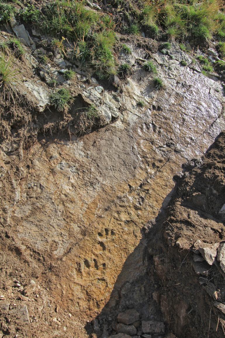 Le impronte del rettile preistorico ritrovate dagli studiosi - UniGe