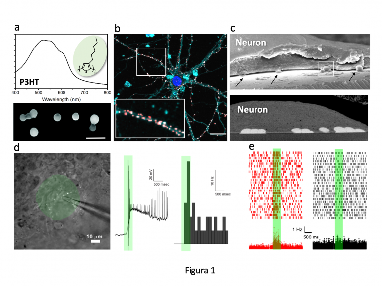 Fotoeccitazione neuronale basata su nanoparticelle (NP) fotovoltaiche di P3HT