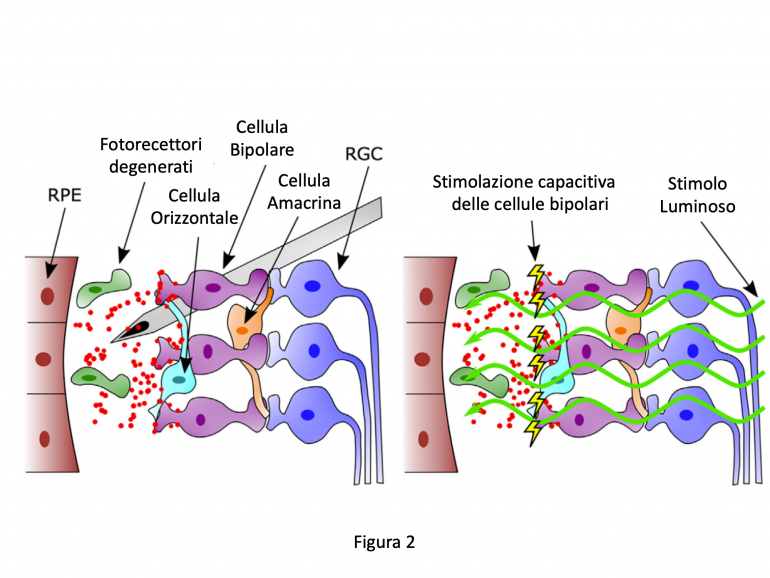 Recupero della funzione retinica ad opera delle nanoparticelle fotovoltaiche di P3HT