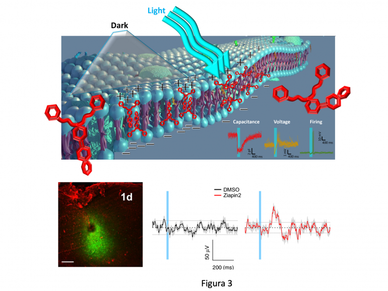 Fotoeccitazione neuronale basata sull’incorporazione nella membrana plasmatica di molecole fotocromatiche