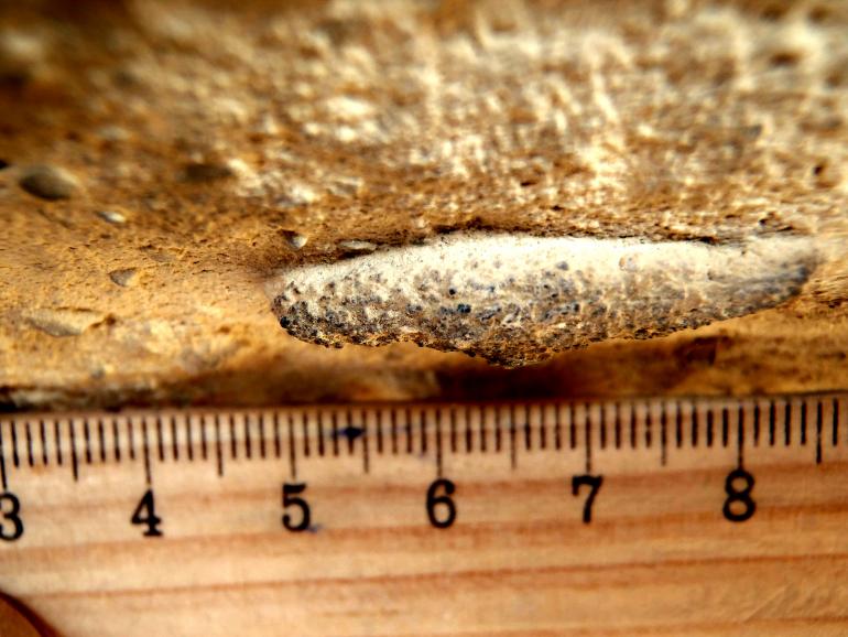 Tana fossilizzata (Ophiomorpha) prodotta 3 milioni di anni fa, quando il mondo era più caldo (Ventimiglia)