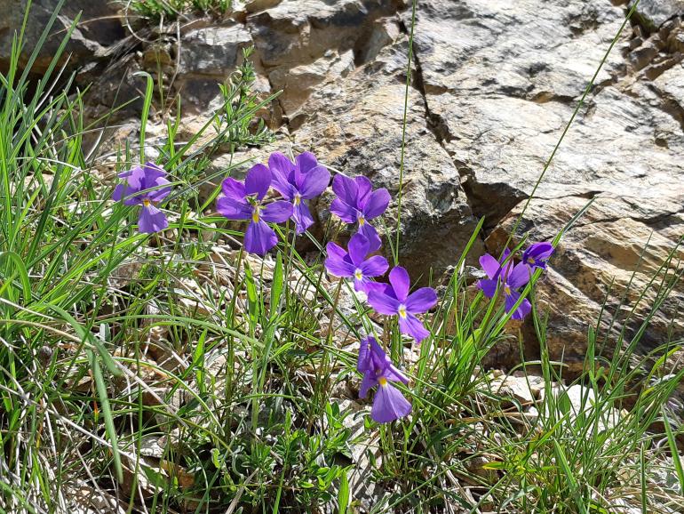 Viola di Bertoloni