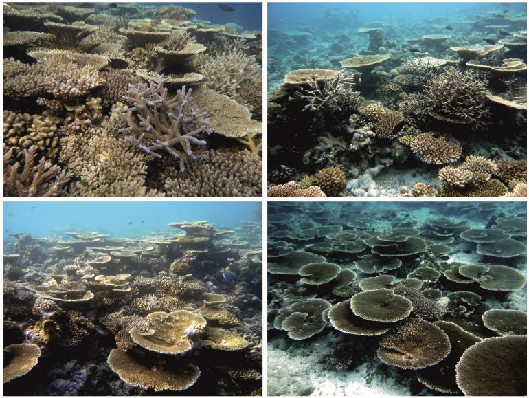 Coralli maldiviani in ricupero