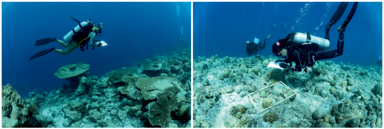 Ricercatori del DiSTAV impegnati nella raccolta dei dati per il monitoraggio sullo stato delle comunità di scogliera (a sinistra) e sul reclutamento dei coralli (a destra).