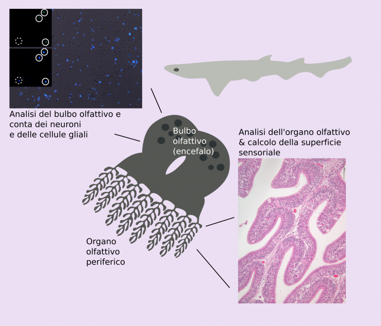 Studio del bulbo olfattivo dello squalo - UniGe