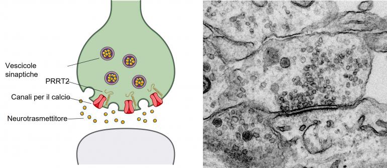 Ruolo della proteina PRRT2 nella trasmissione sinaptica