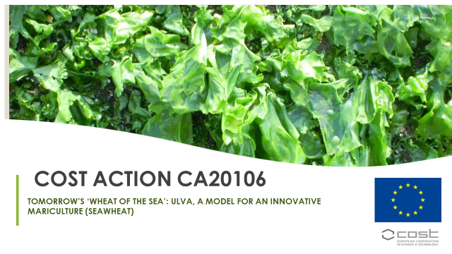 Coast action: Wheat of the sea - UniGe