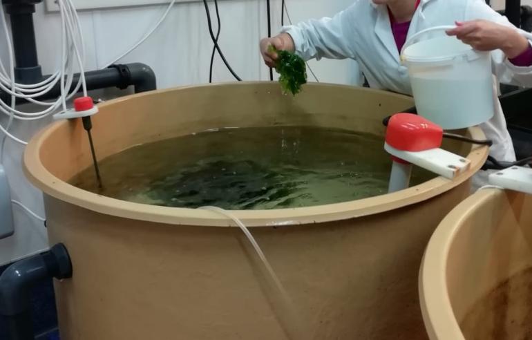 Progetto SeaWheat - acquacoltura dell'alga verde Ulva - UniGe