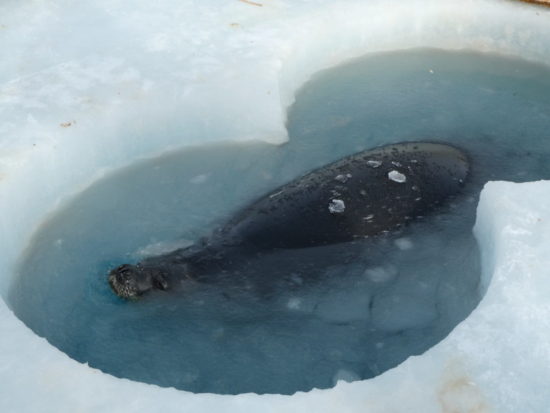 foca nella buca ispettiva in Antartide