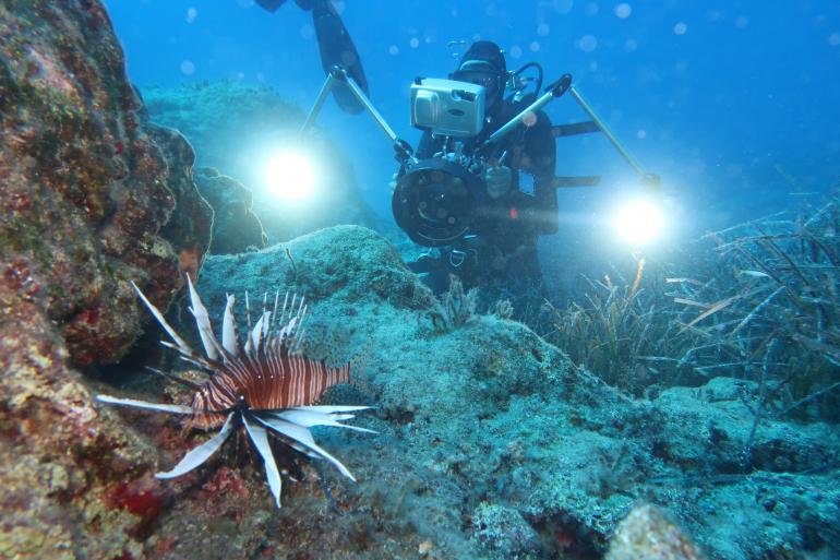 Lionfish_Pterois_Cyprus pesci mare Lionfish_Pterois_Cyprus pesci mare