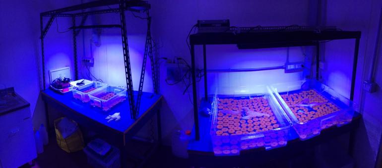 alghe in laboratorio REEForest