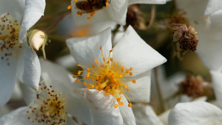 la rosa muschata la rosa muschata