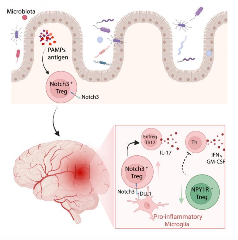 immunology-notch3