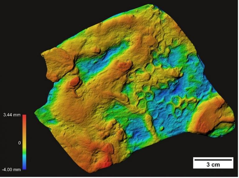 Modello digitale fotogrammetrico di Paleodictyon