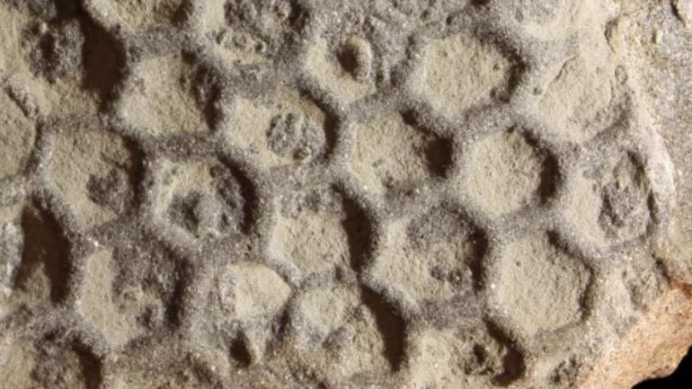 Paleodictyon