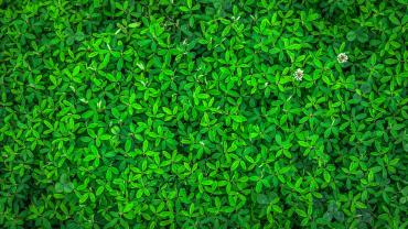 Foglie verdi - classifica GreenMetric UniGe