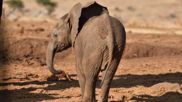 elefante_africano