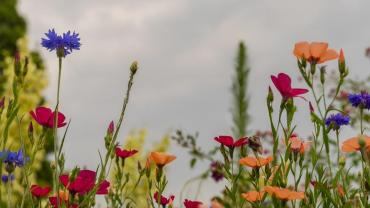 fiori di campo