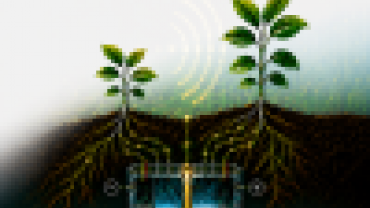 piante