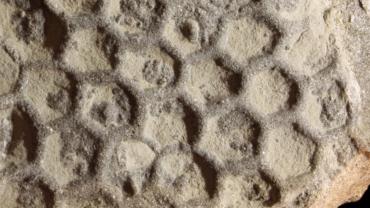 Paleodictyon
