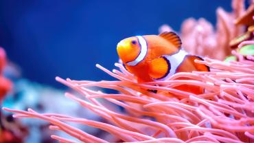 pesce pagliaccio
