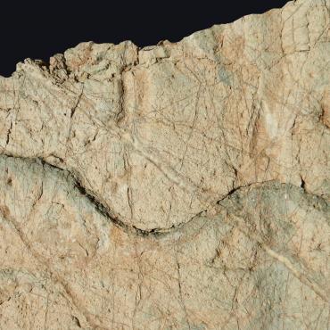 Pesce fossile sulle rocce appenniniche