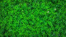 Foglie verdi - classifica GreenMetric UniGe