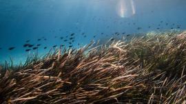Riforestazione posidonia liguria - UniGe