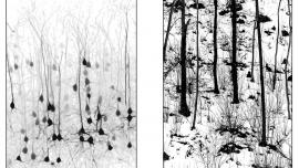 Neurofisiologia della fotografia