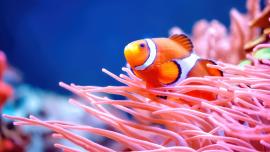 pesce pagliaccio