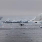 Balene nei pressi della Brabant Island – Antarctica 2020
