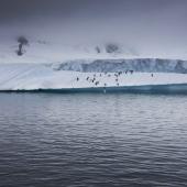 Pinguini nei pressi della Brabant Island – Antarctica 2020