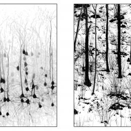 Neurofisiologia della fotografia