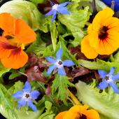 fiori eduli