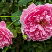 rosa centifolia