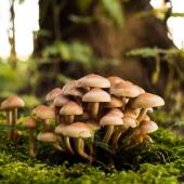 funghi