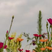 fiori di campo